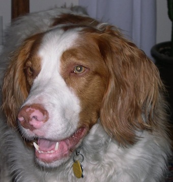 happy toby